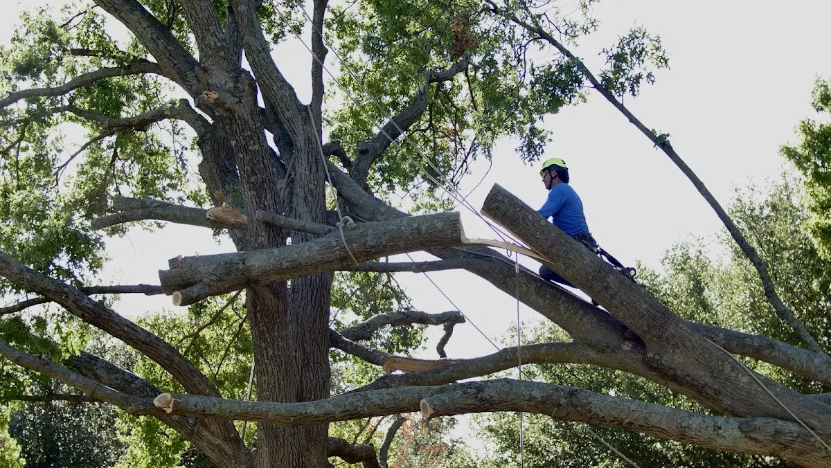 Professional Crown Thinning performed by certified arborists in Meadow